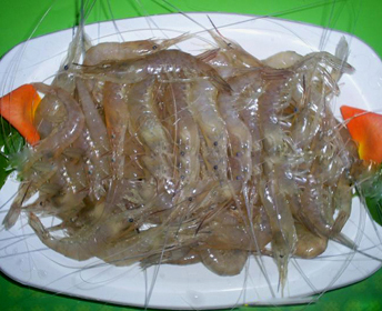 太湖白虾